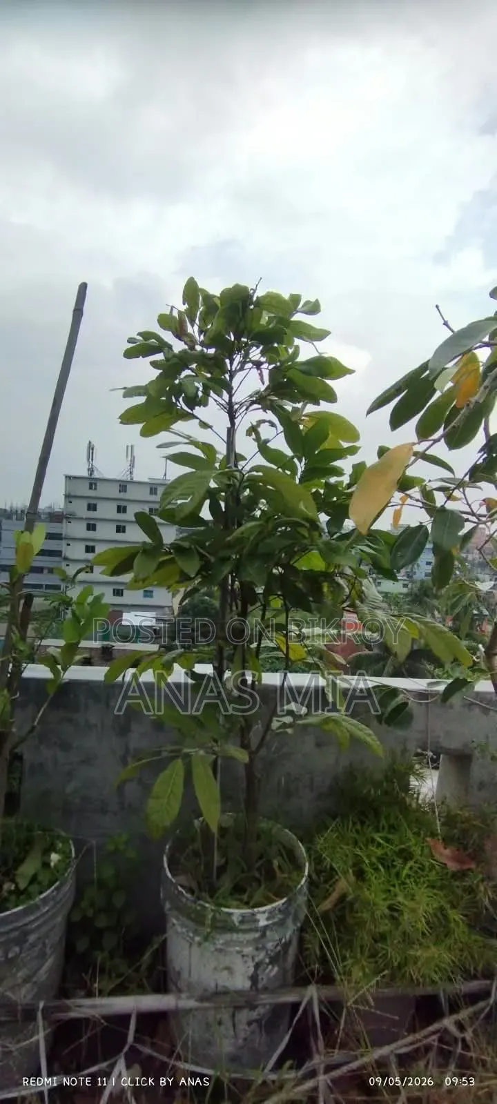 আমার শখের বাগানের গাছগুলি একসাথে বিক্রি করে দিব