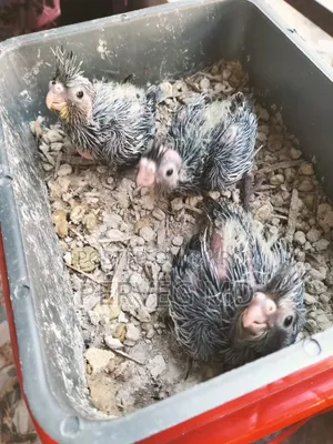 Cockatiel Tame Size Baby