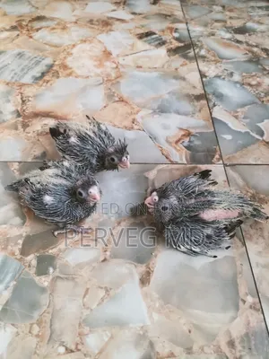 Cockatiel Tame Size Baby