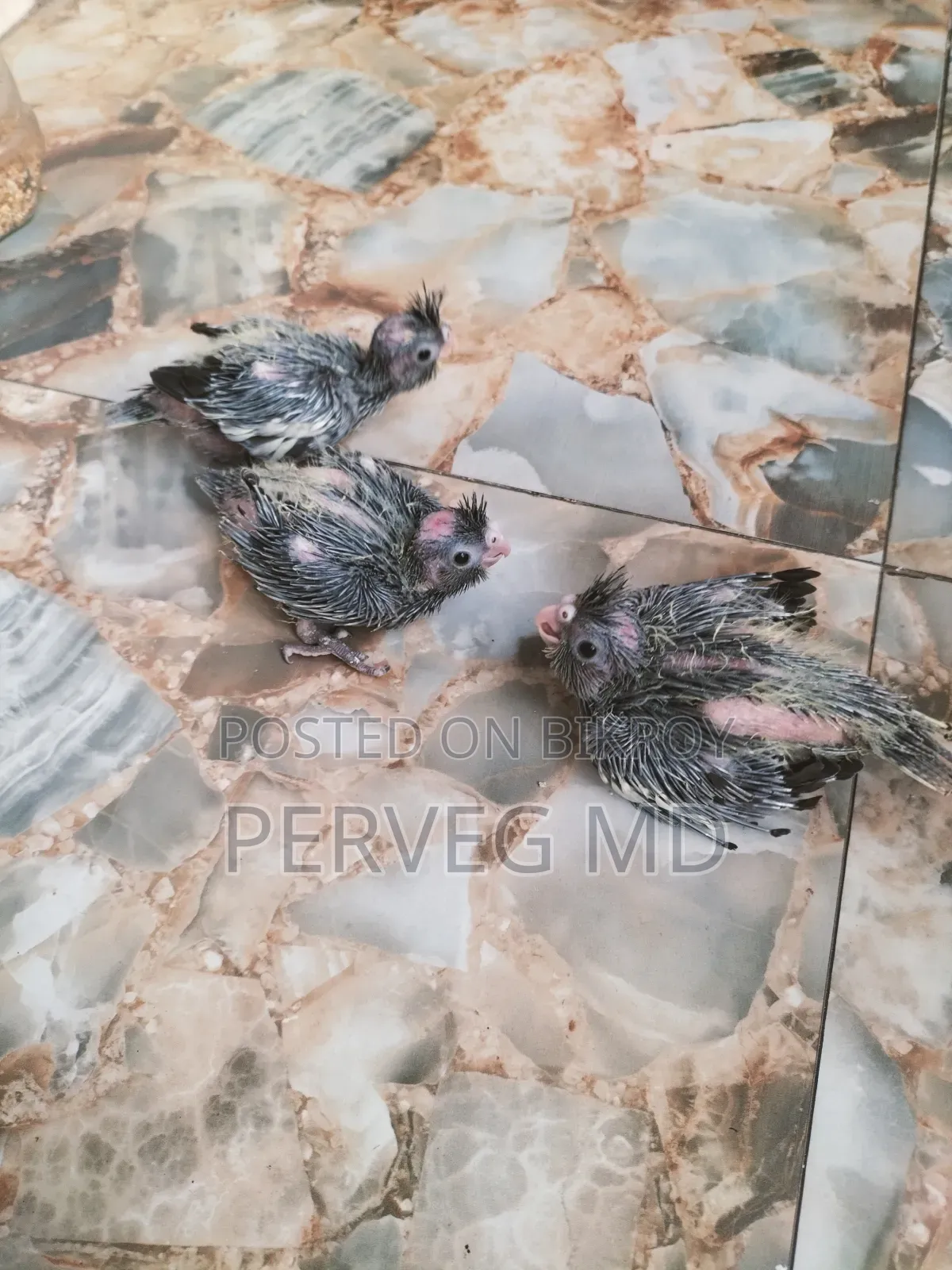 Cockatiel Tame Size Baby