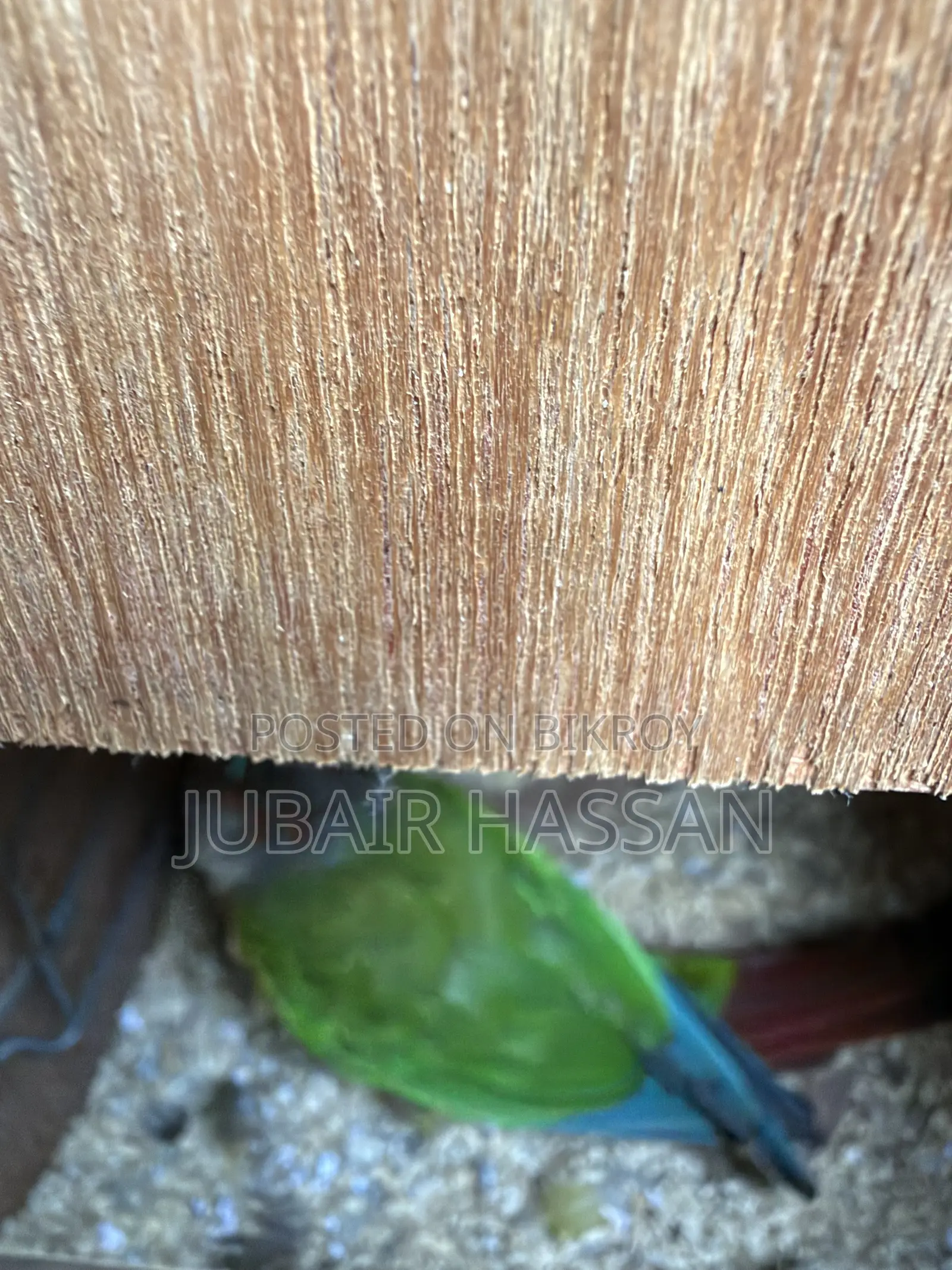 2 Pairs of Green Cheek Conure With Breeding Box