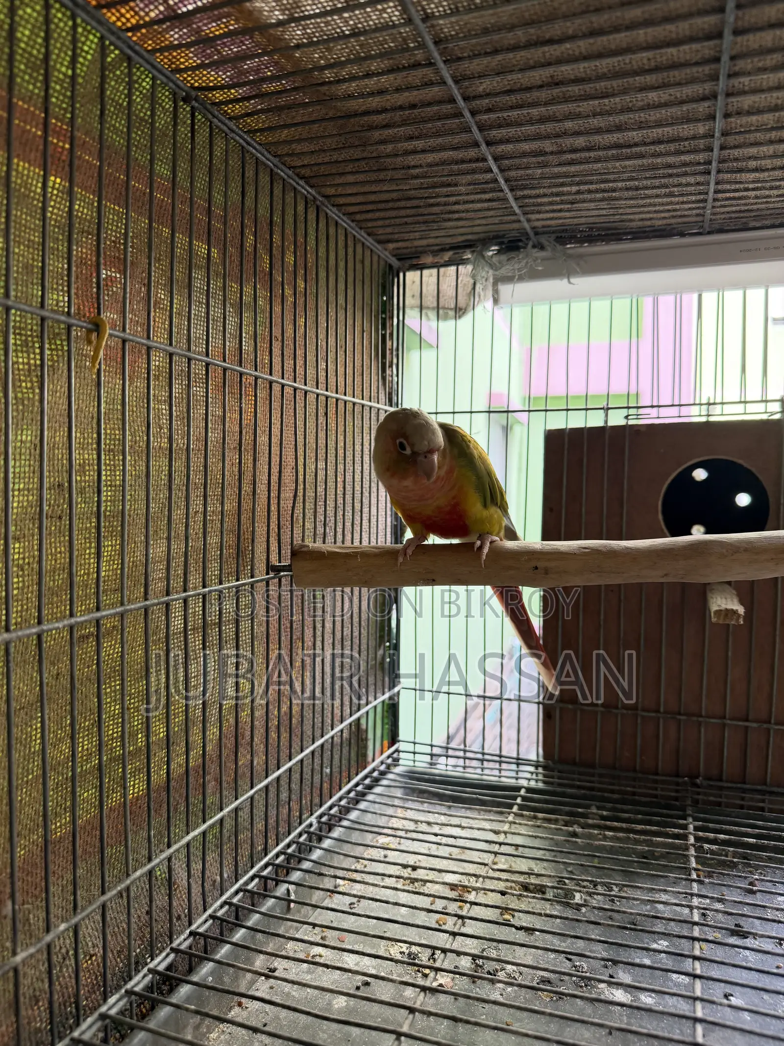2 Pairs of Green Cheek Conure With Breeding Box