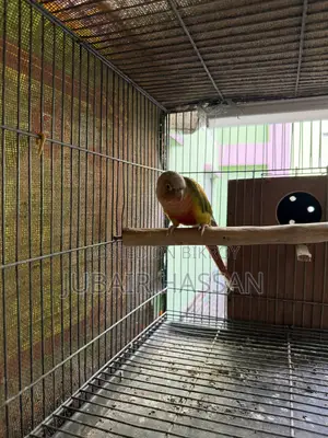 2 Pairs of Green Cheek Conure With Breeding Box