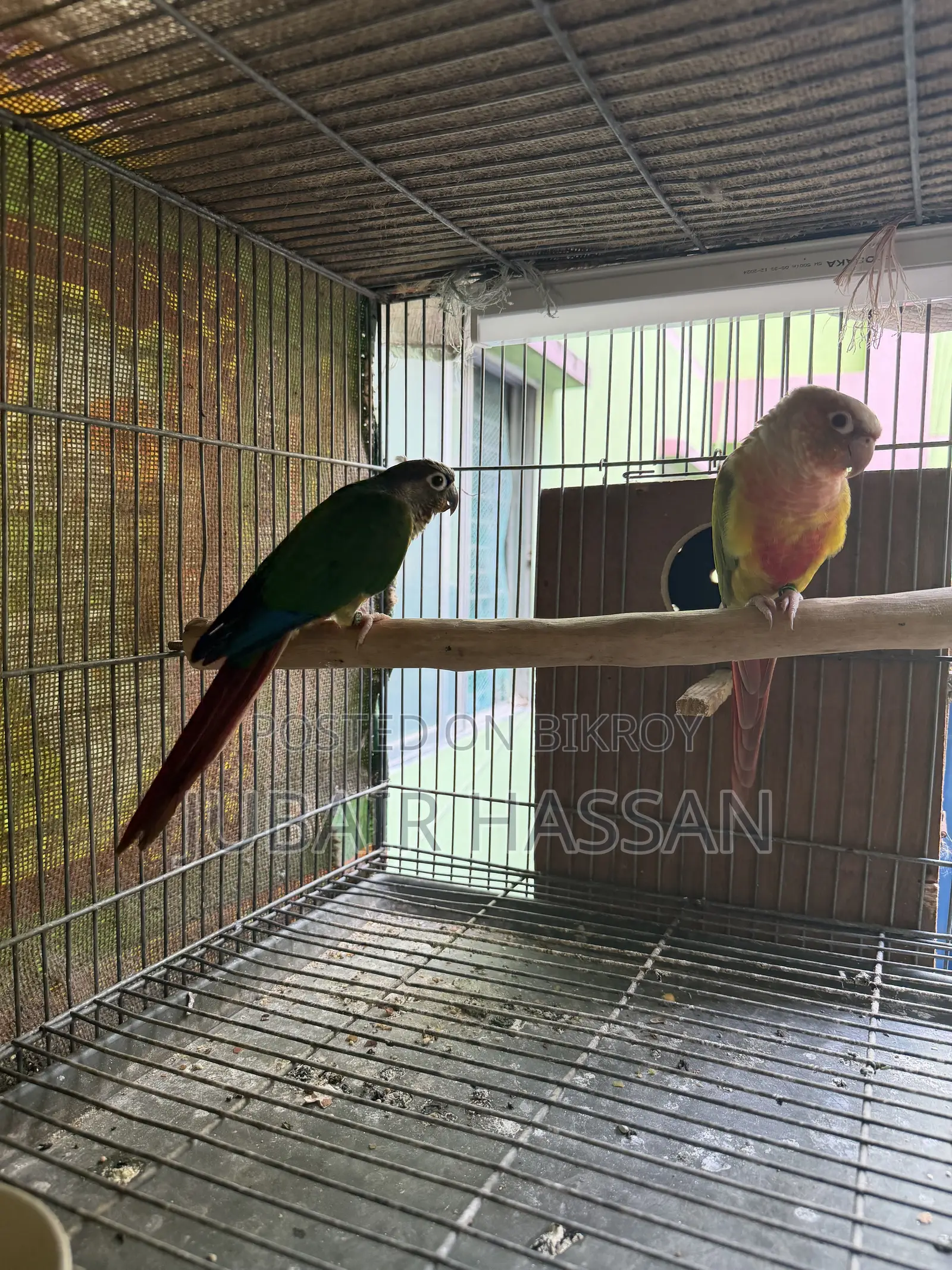 2 Pairs of Green Cheek Conure With Breeding Box