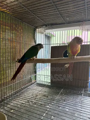 2 Pairs of Green Cheek Conure With Breeding Box
