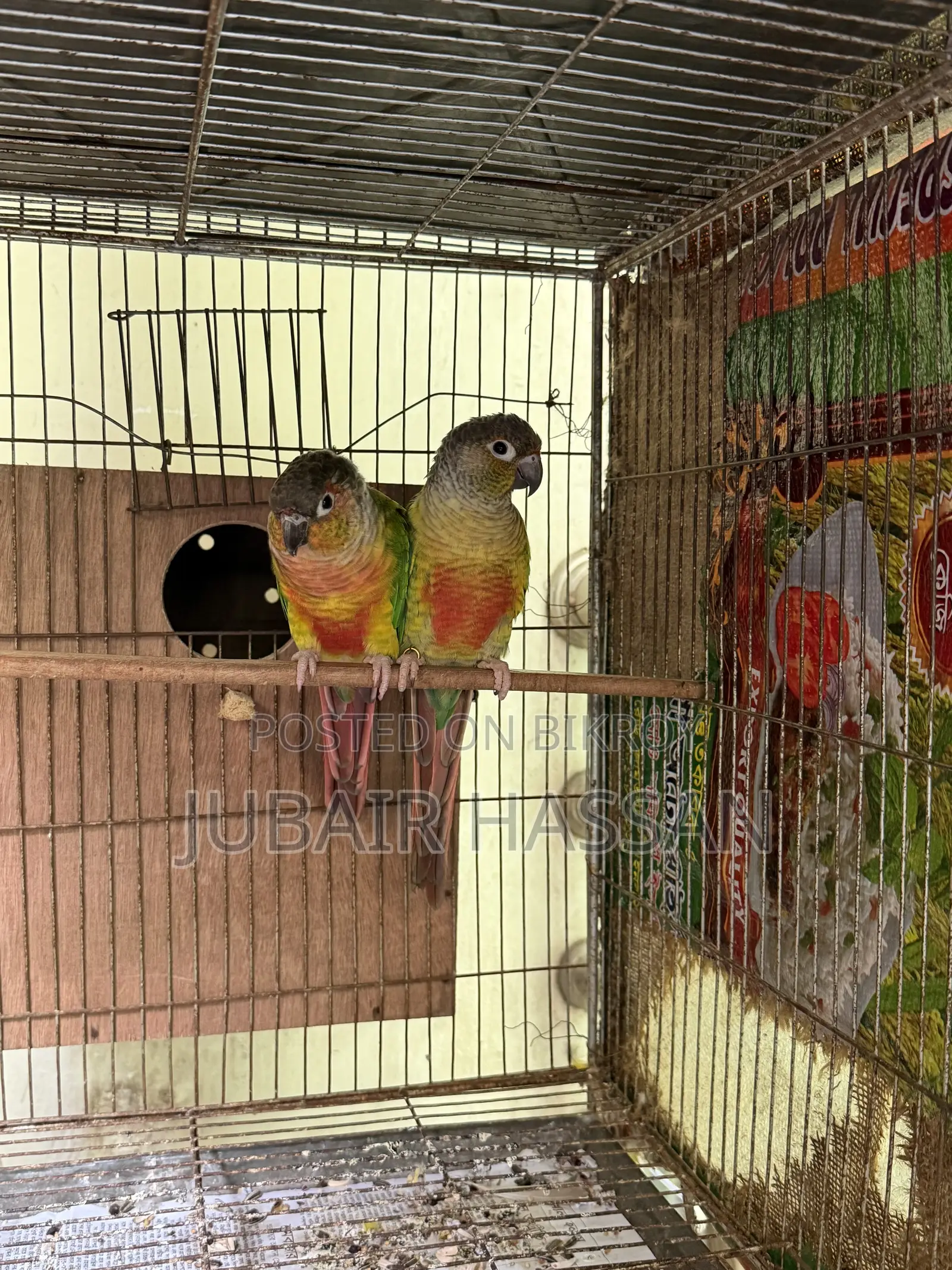 2 Pairs of Green Cheek Conure With Breeding Box