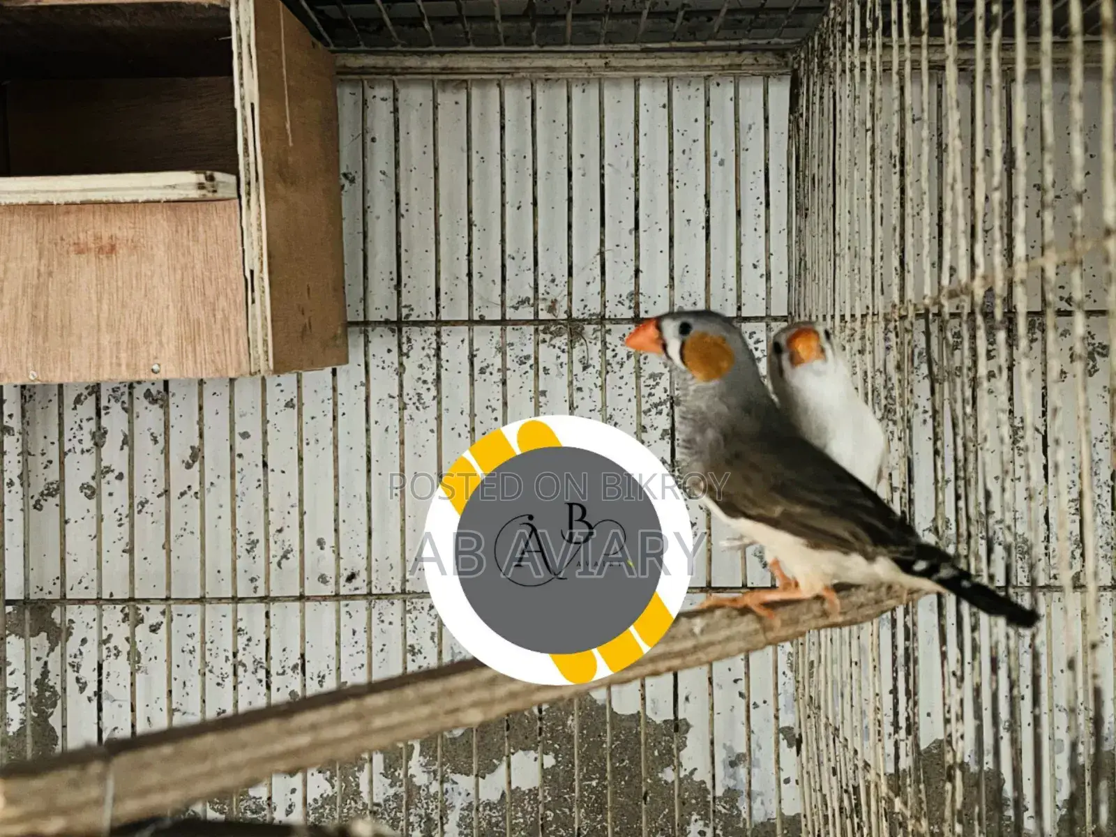 Zebra Finch Master Pair