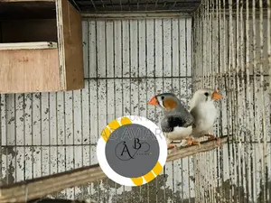Zebra Finch Master Pair