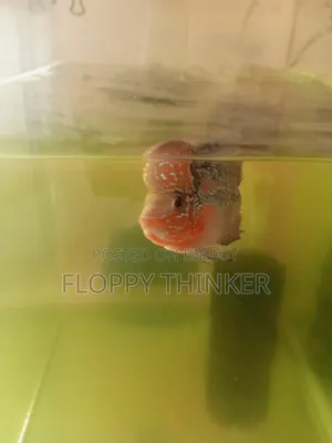ফ্লাওয়ার হর্ন