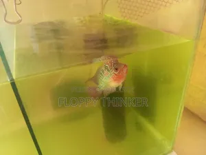 ফ্লাওয়ার হর্ন