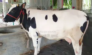 No. 1761 High Quality Dairy Cow.