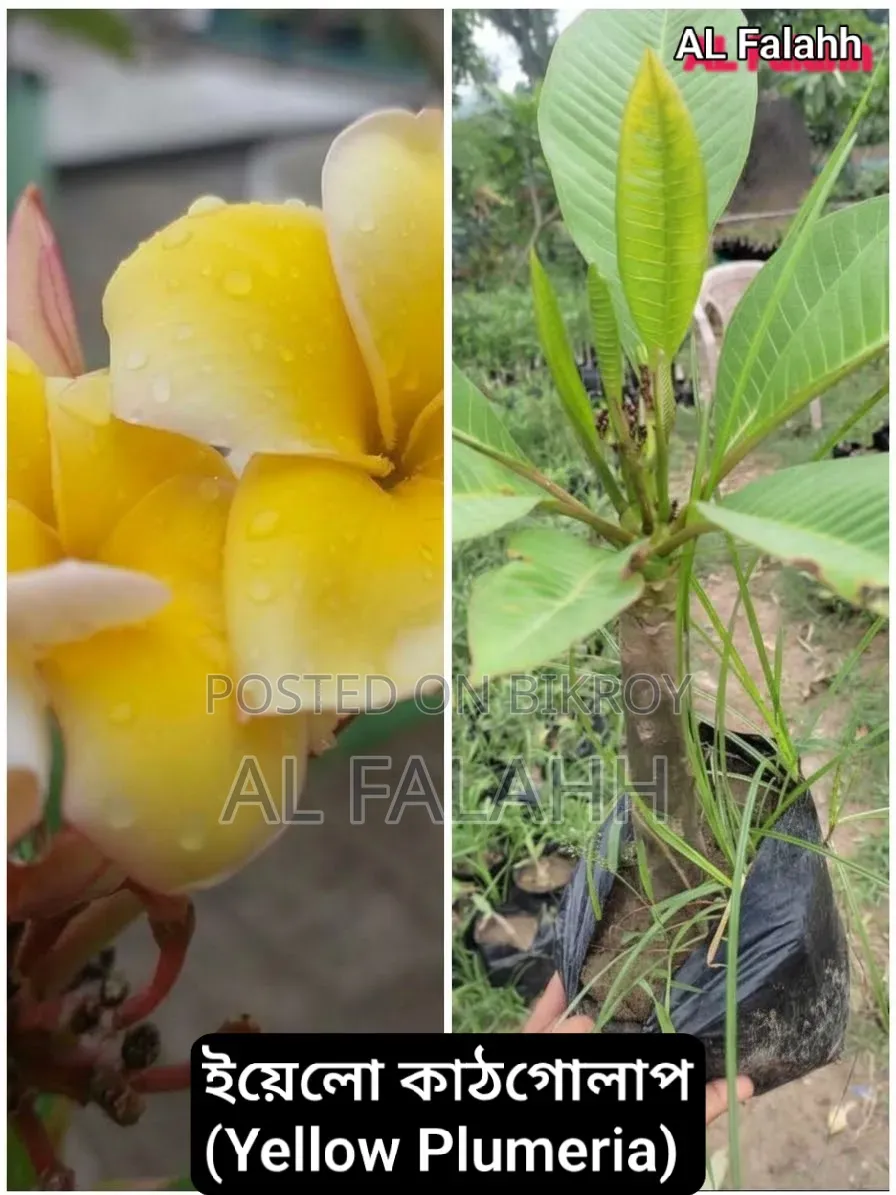 ইয়েলো কাঠগোলাপ