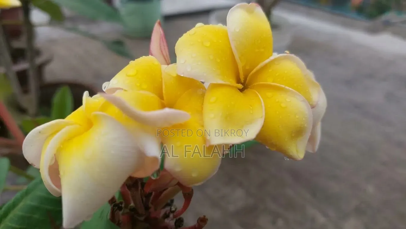 ইয়েলো কাঠগোলাপ