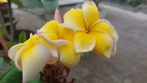 ইয়েলো কাঠগোলাপ