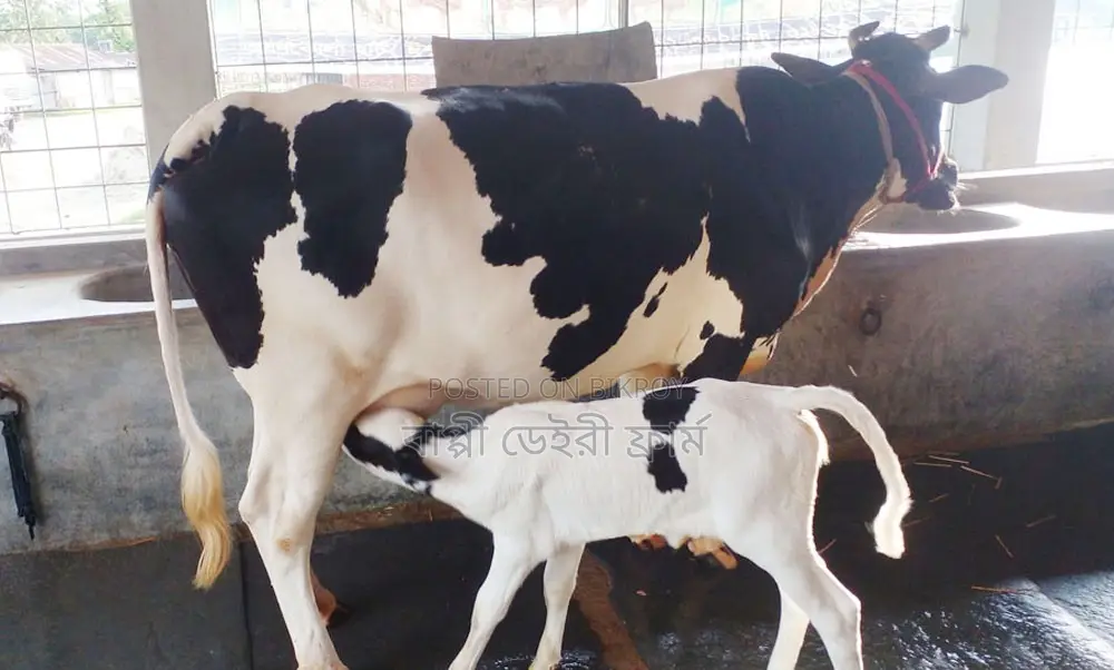 Friesian breed dairy cow for sale, no. 1762.