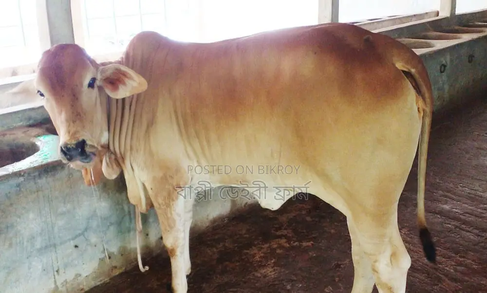 No. 1763 Improved Breed Heifer Cow.