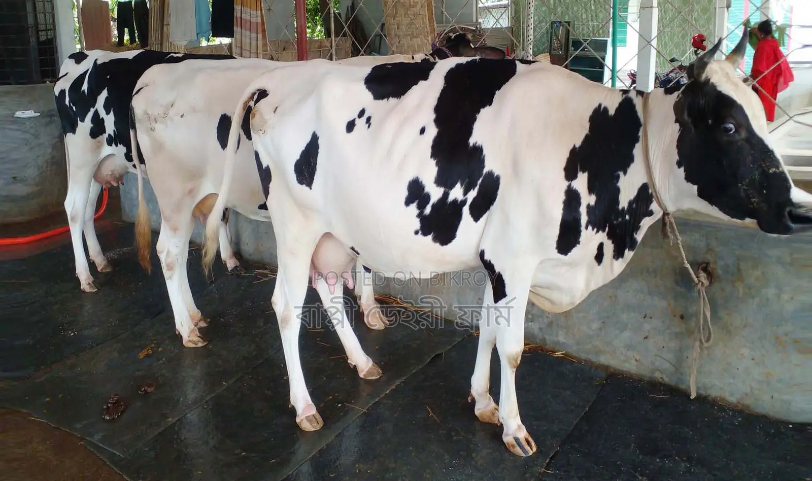 No. 1764 3 Good Breed Milch Cows.