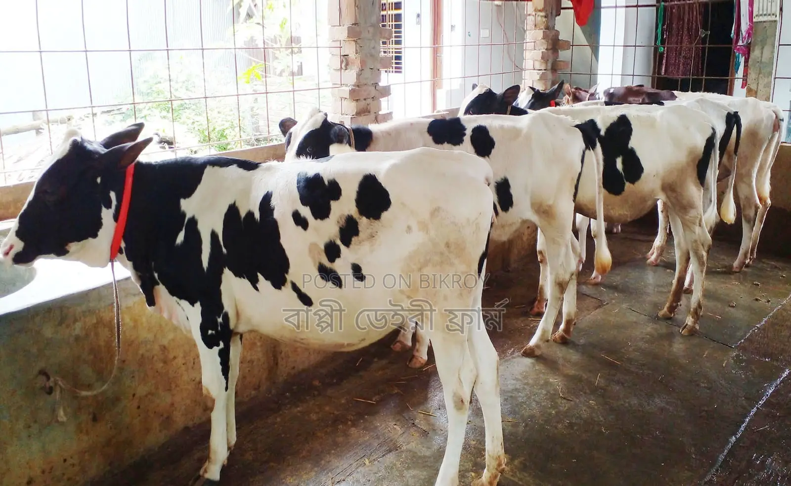 No. 1765 Buy 5 Heifer Calves for Rearing.