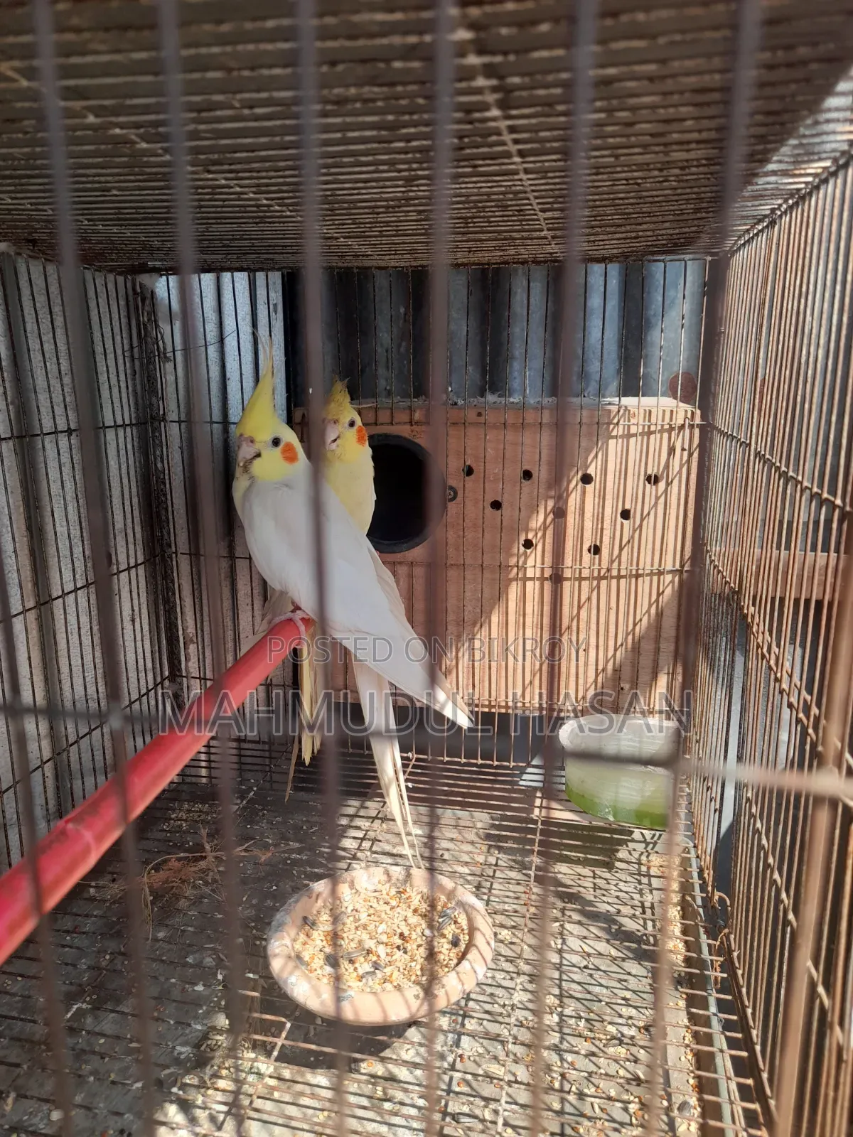 Breeding Cockatiel