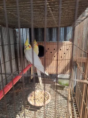 Breeding Cockatiel