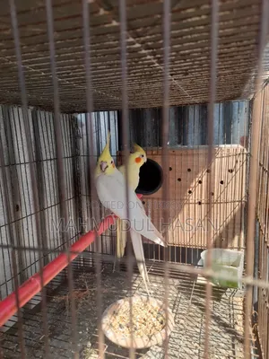 Breeding Cockatiel