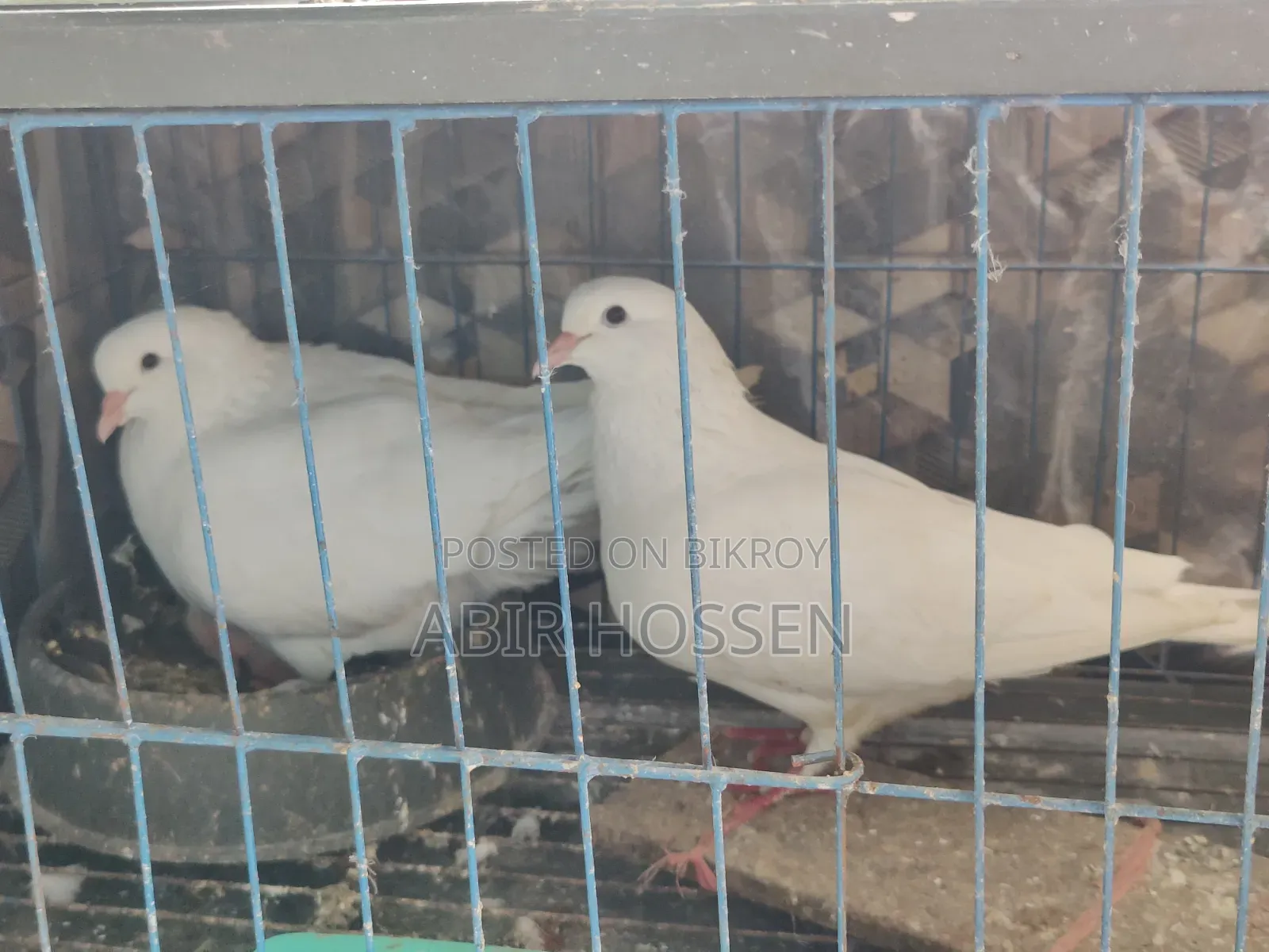 King Pigeon