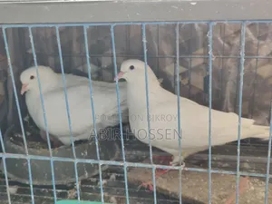 King Pigeon