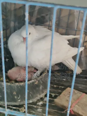 King Pigeon