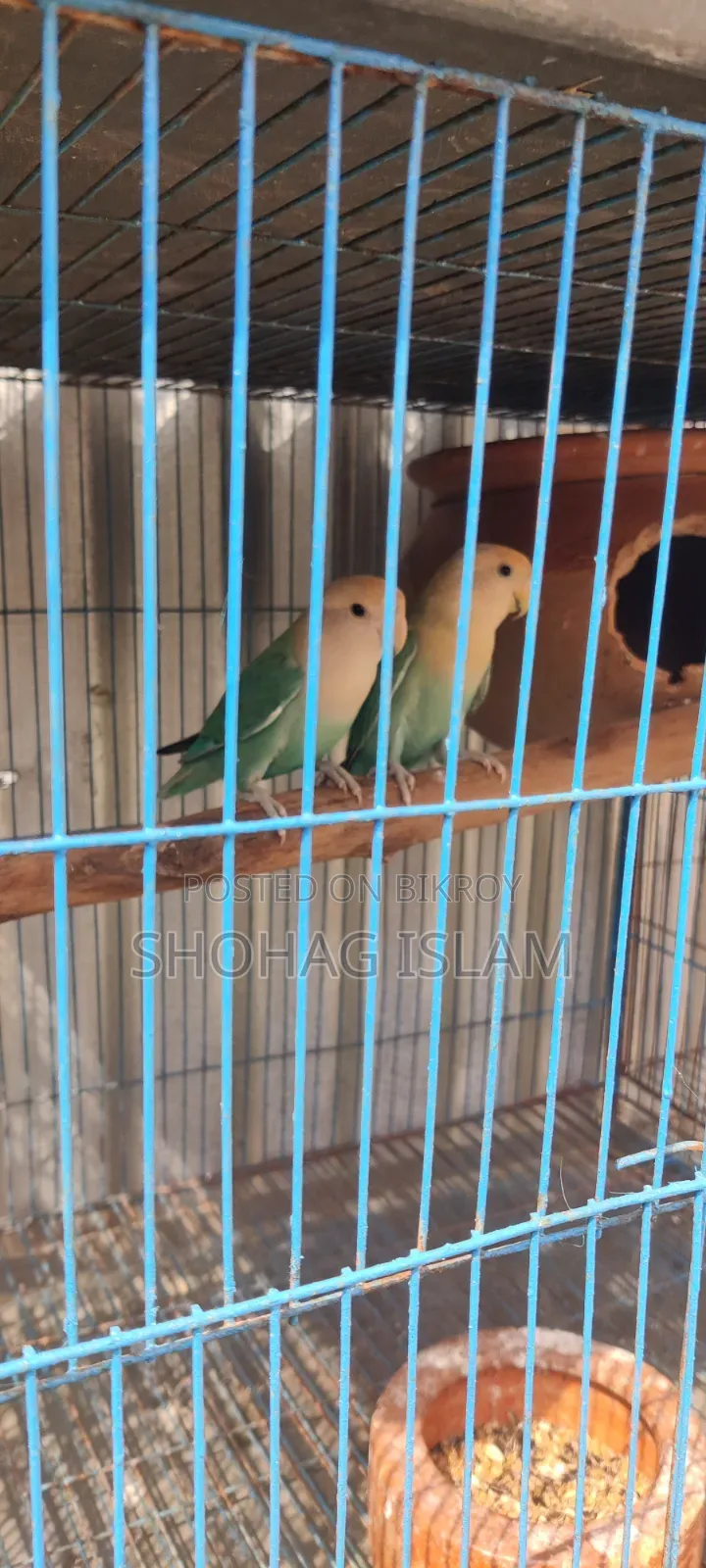 Turquoise Blue Lovebird