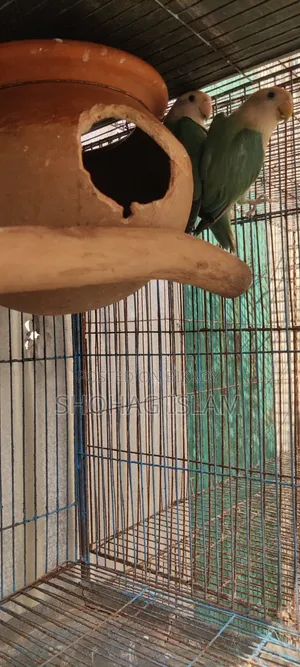 Turquoise Blue Lovebird