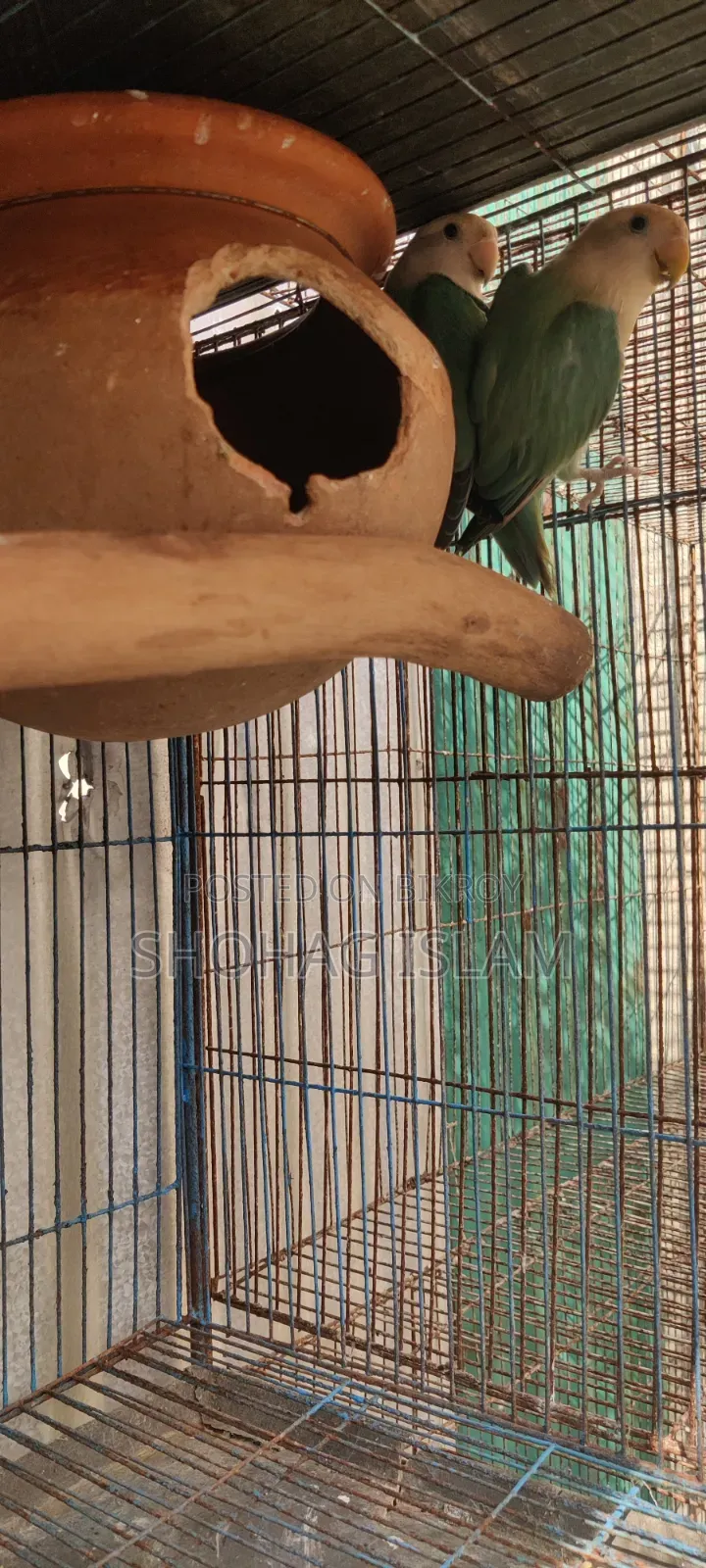 Turquoise Blue Lovebird