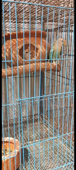 Turquoise Blue Lovebird