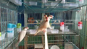 Two Pairs of Fawn Java