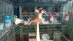 Two Pairs of Fawn Java