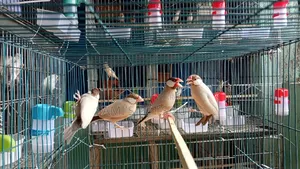 Two Pairs of Fawn Java