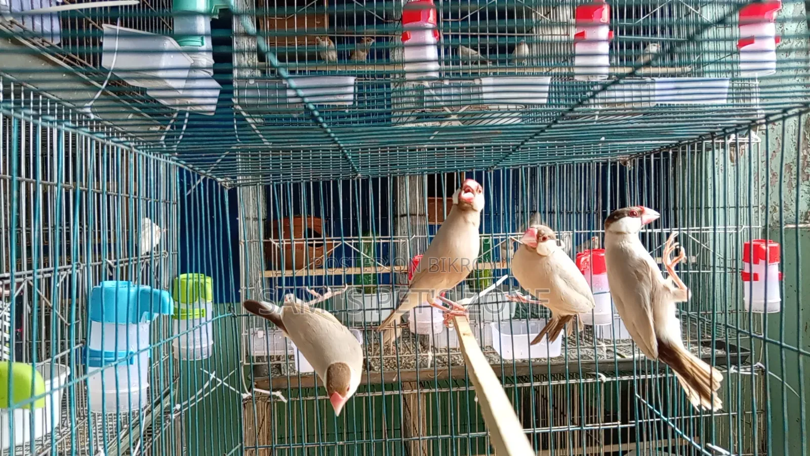 Two Pairs of Fawn Java