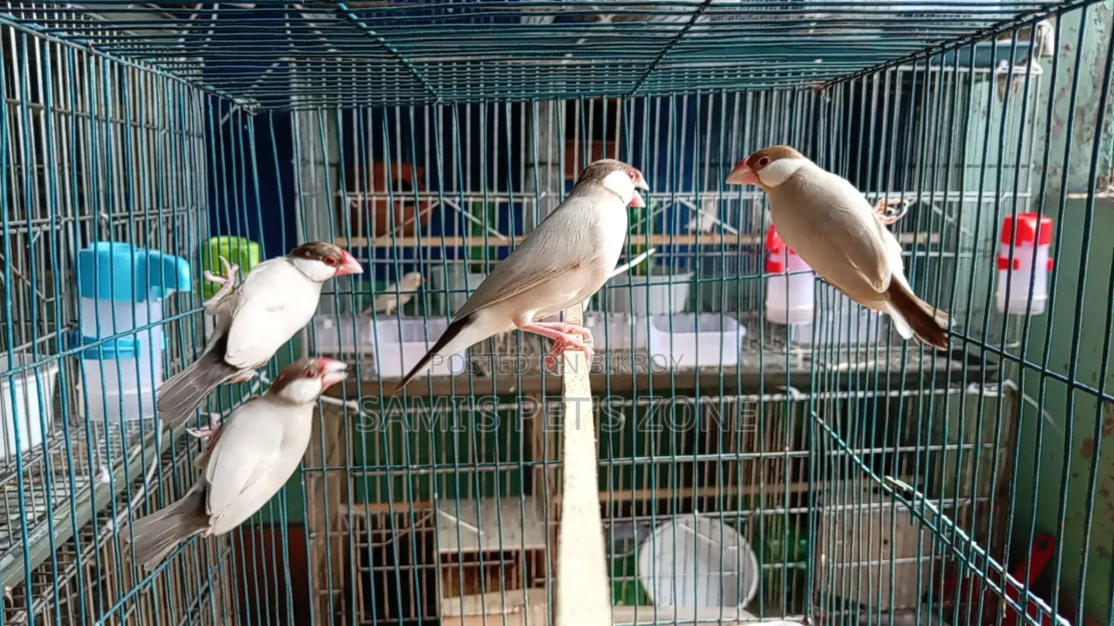 Two Pairs of Fawn Java