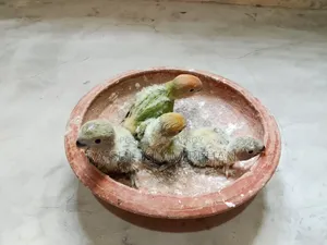 Lovebird Tame Size Baby