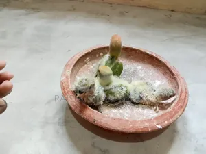 Lovebird Tame Size Baby