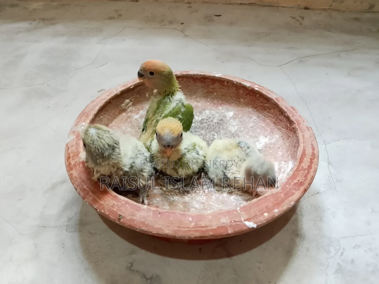 Lovebird Tame Size Baby