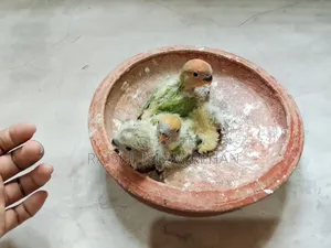 Lovebird Tame Size Baby