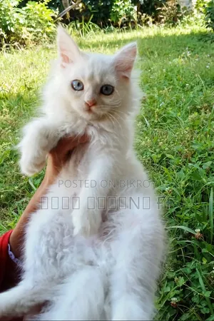 1-3 months Female Purebred Persian