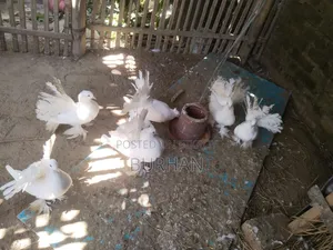 Running Pigeons