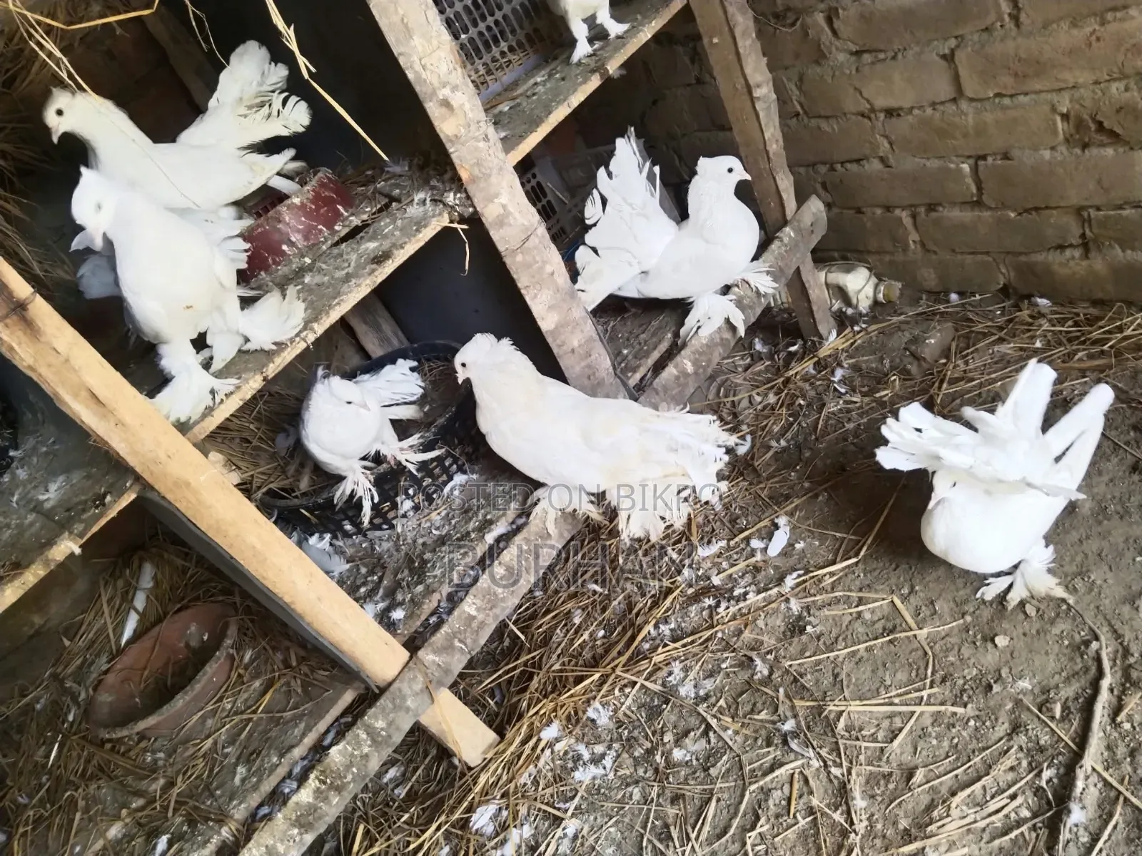 Running Pigeons