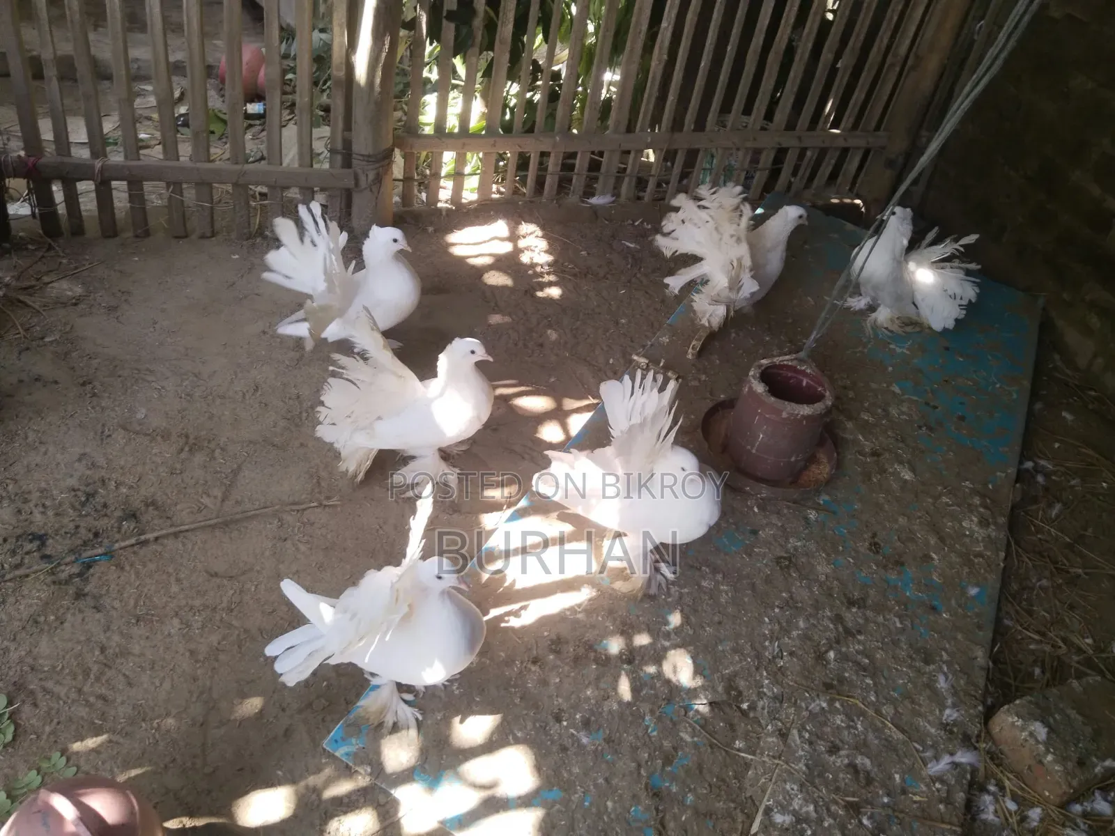Running Pigeons