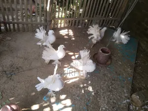 Running Pigeons