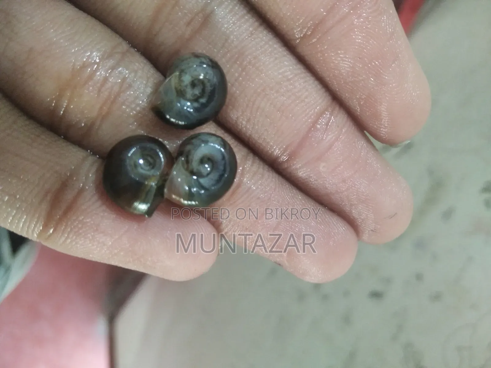 ব্লু রামশর্ন অ্যাকোয়ারিয়াম স্নেইল - অ্যালগি ক্লিনার স্নেইল