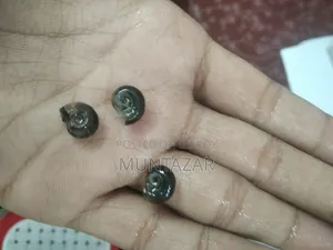 ব্লু রামশর্ন অ্যাকোয়ারিয়াম স্নেইল - অ্যালগি ক্লিনার স্নেইল