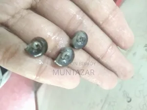 ব্লু রামশর্ন অ্যাকোয়ারিয়াম স্নেইল - অ্যালগি ক্লিনার স্নেইল