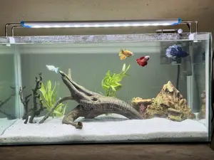 Aquarium Fish Tank